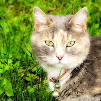 Dandy Acres Animal Hospital ico