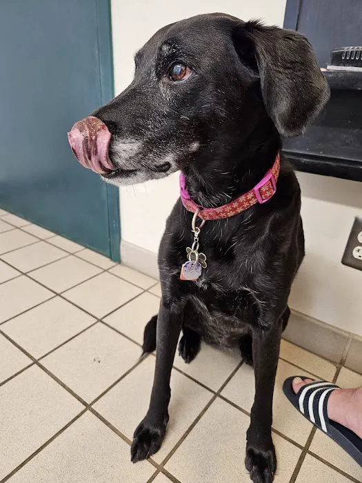South Lyon Animal Clinic 9