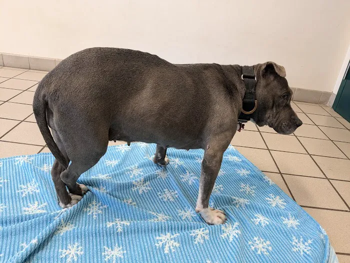 South Lyon Animal Clinic 10