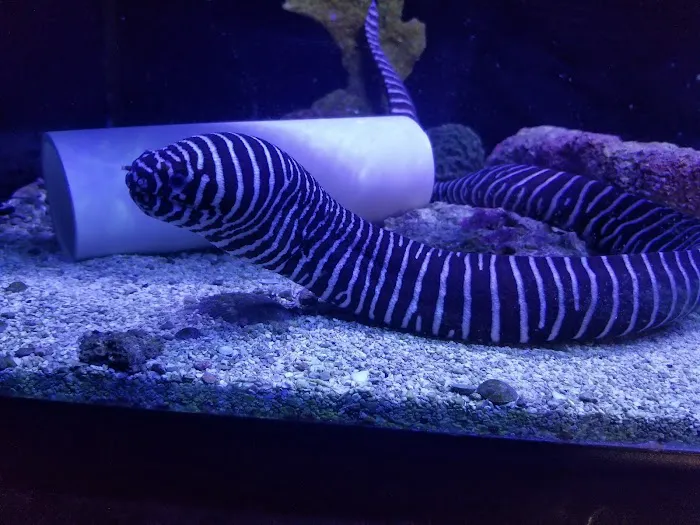 Aquarium 5