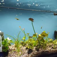 Aquarium ico