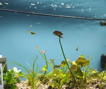 Aquarium