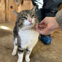 Caprine & Ewe Veterinary Consulting ico