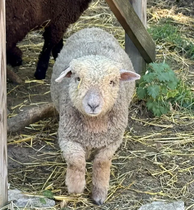 Caprine & Ewe Veterinary Consulting 7