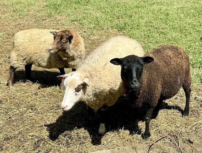Caprine & Ewe Veterinary Consulting 6