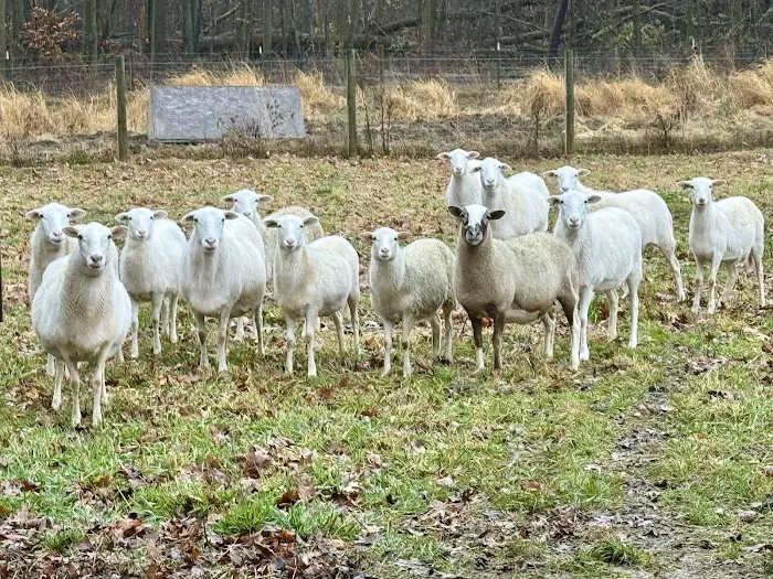 Caprine & Ewe Veterinary Consulting 8