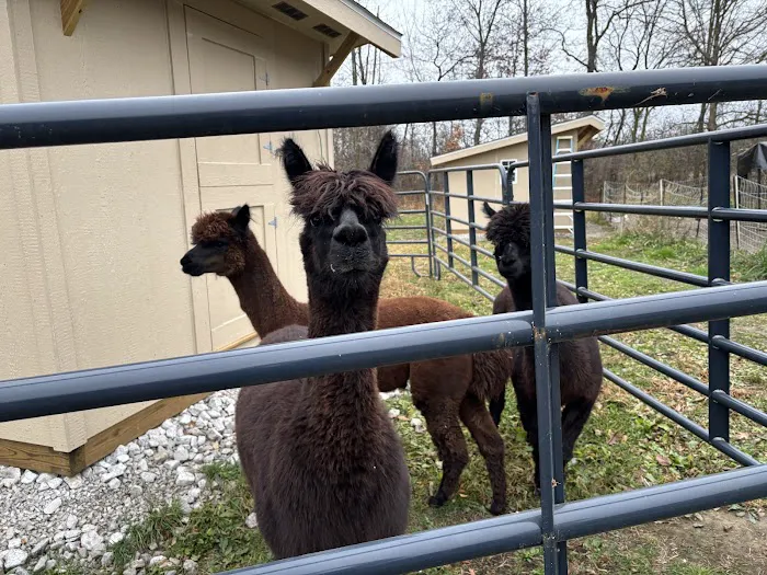 Caprine & Ewe Veterinary Consulting 2