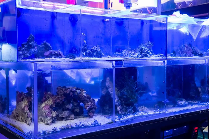 Aquatic Marine 5