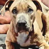 Sullivan Veterinary Hospital ico