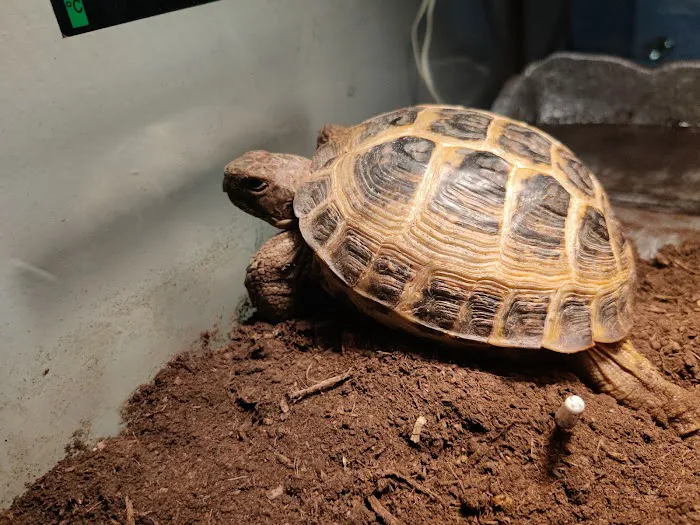 J&J Reptiles 2