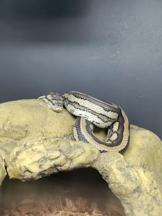 J&J Reptiles 3