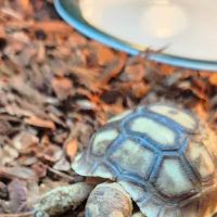 J&J Reptiles ico