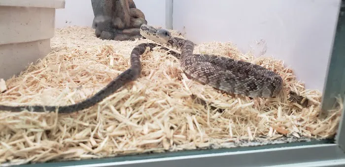 Pet Supermarket 5