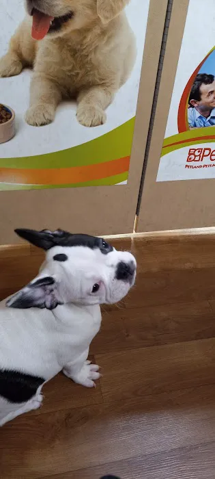 Petland Knoxville 1