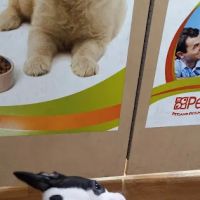 Petland Knoxville ico