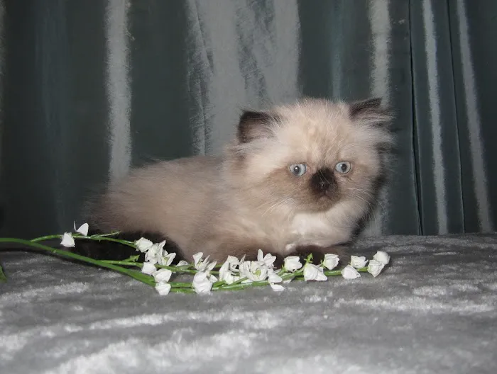 The Persian Kitten Cattery 9