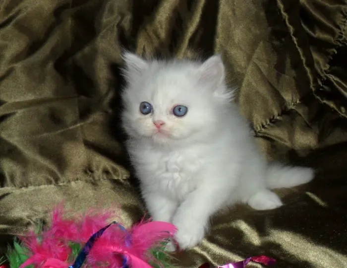The Persian Kitten Cattery 10
