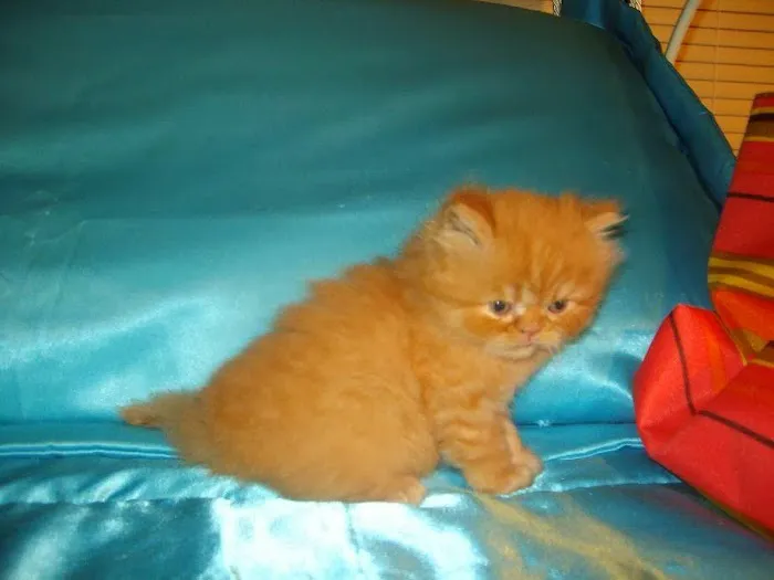 The Persian Kitten Cattery 6