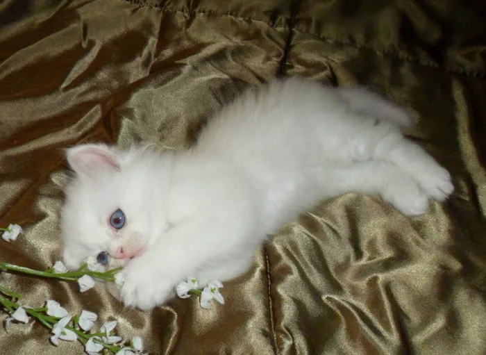 The Persian Kitten Cattery 8