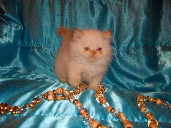 The Persian Kitten Cattery 4