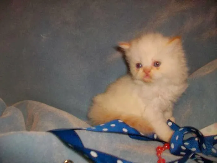 The Persian Kitten Cattery 7