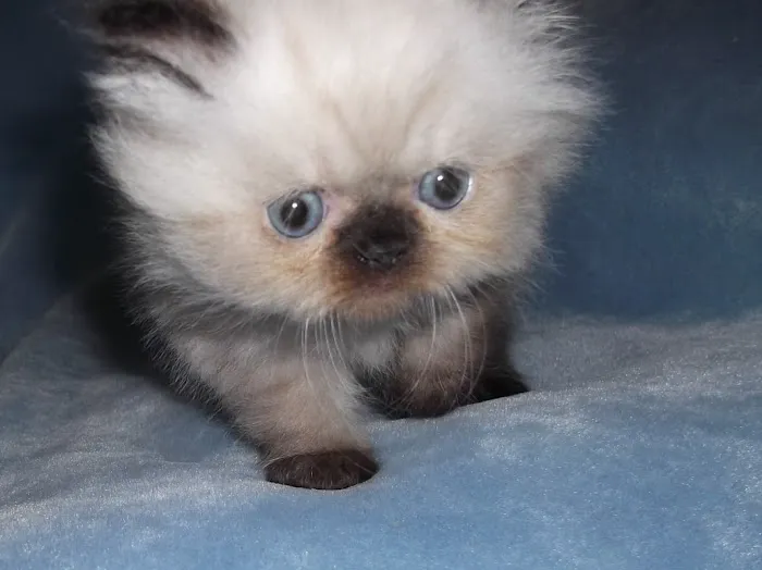The Persian Kitten Cattery 3