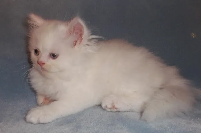 The Persian Kitten Cattery 1