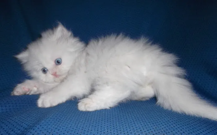 The Persian Kitten Cattery 2