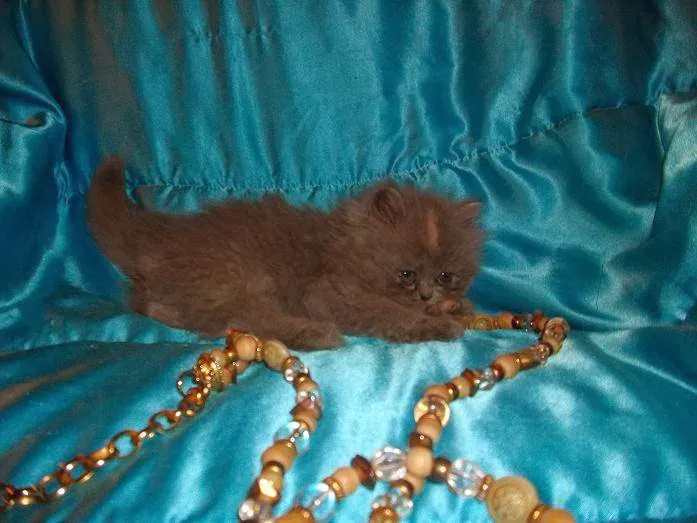 The Persian Kitten Cattery 5