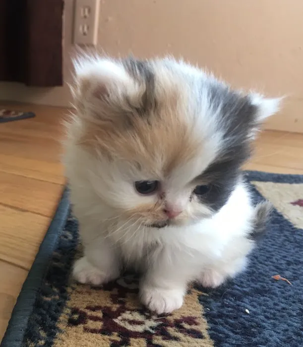 Tayzcats Persian Kittens Cattery 6