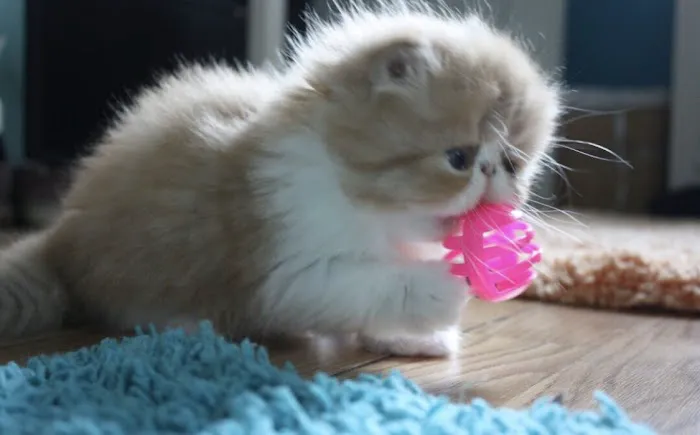 Tayzcats Persian Kittens Cattery 4