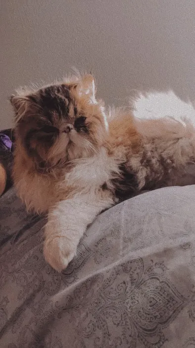Tayzcats Persian Kittens Cattery 1