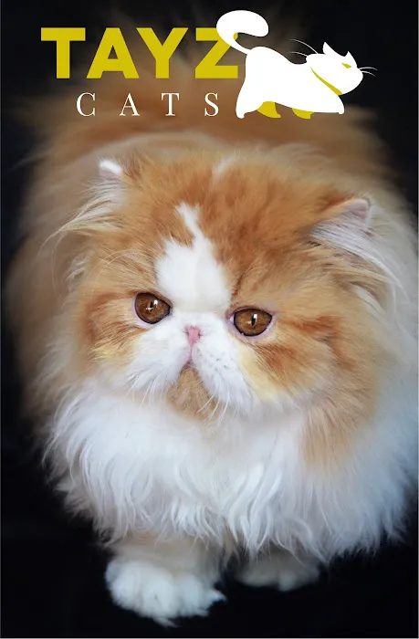 Tayzcats Persian Kittens Cattery 2