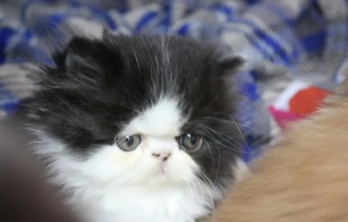 Tayzcats Persian Kittens Cattery 5
