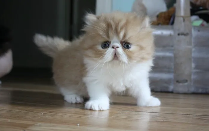 Tayzcats Persian Kittens Cattery 3