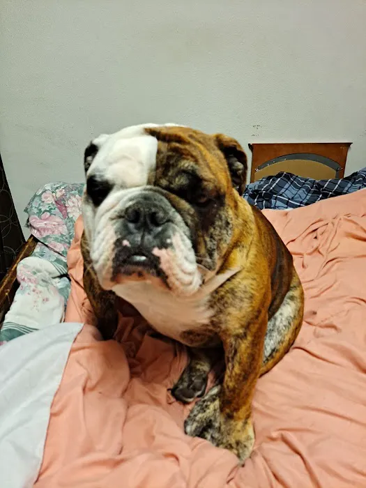 Animal Medical Ctr of Park Hills 7