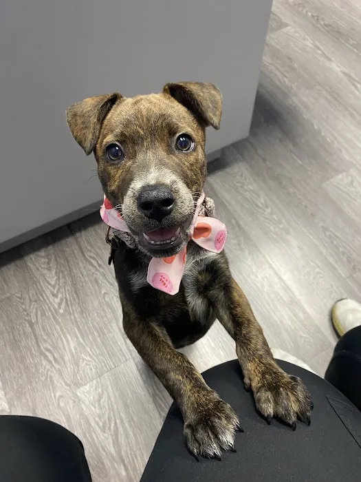 Animal Medical Ctr of Park Hills 5