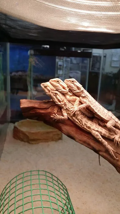 Ruff's Pet Shop 10