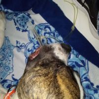 Veterinary Clinic Of The Mineral Area ico