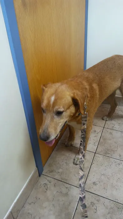 AnRus Veterinary Clinic 6