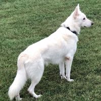 AnRus Veterinary Clinic ico