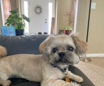 Fairview Heights Animal Clinic