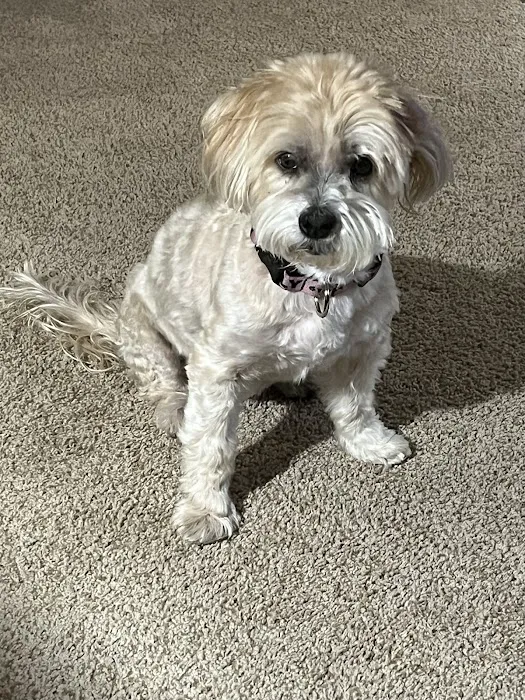 Healthy Pets Animal Hospital and Rehabilitation Center 1
