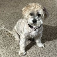 Healthy Pets Animal Hospital and Rehabilitation Center ico