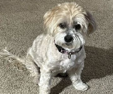 Healthy Pets Animal Hospital and Rehabilitation Center