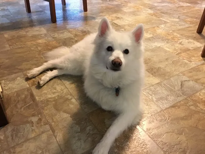 Healthy Pets Animal Hospital and Rehabilitation Center 4