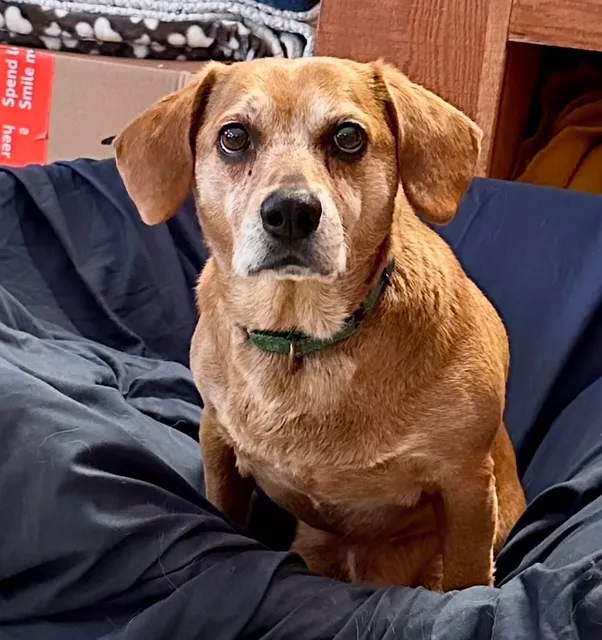 Four Paws Animal Hospital 5