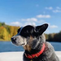 Four Paws Animal Hospital ico