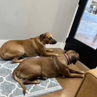 Furdunkin Veterinary Emergency Hospital ico