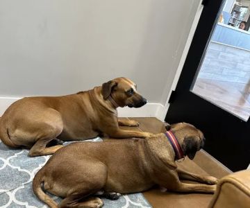 Furdunkin Veterinary Emergency Hospital